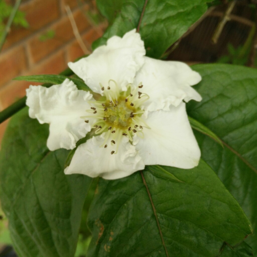 Mespilus germanica 'Nottingham'