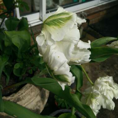 Tulip 'White Parrot' (Parrot)