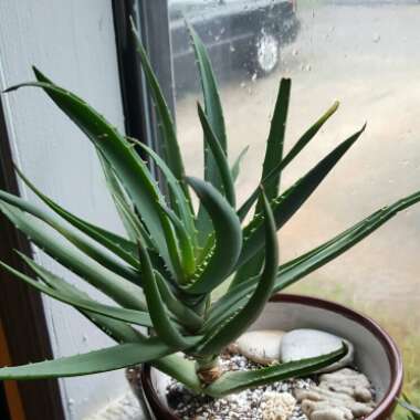 Hardy Aloe