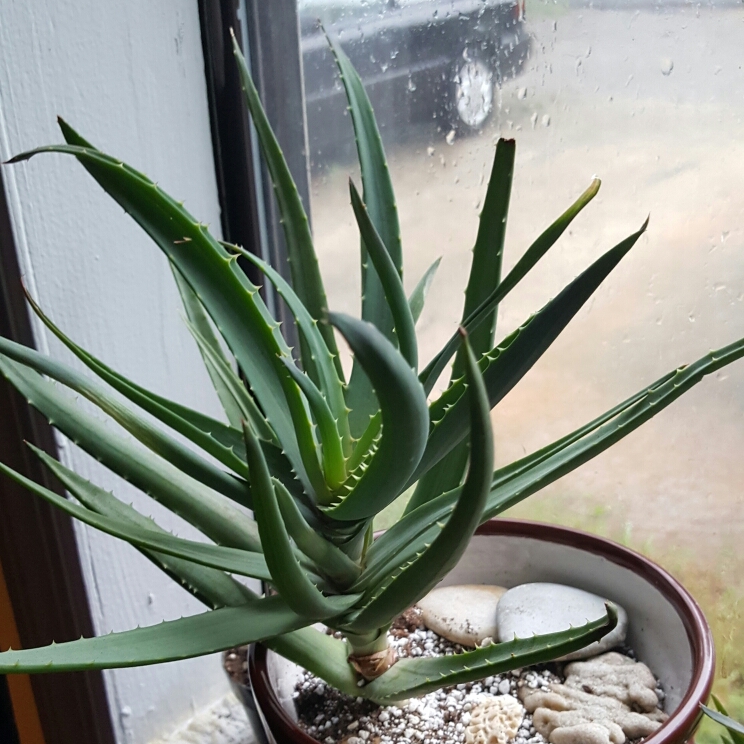 Plant image Aloe Striatula