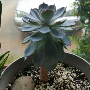 Echeveria 'Peacockii'