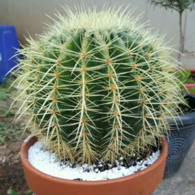 Golden barrel cactus