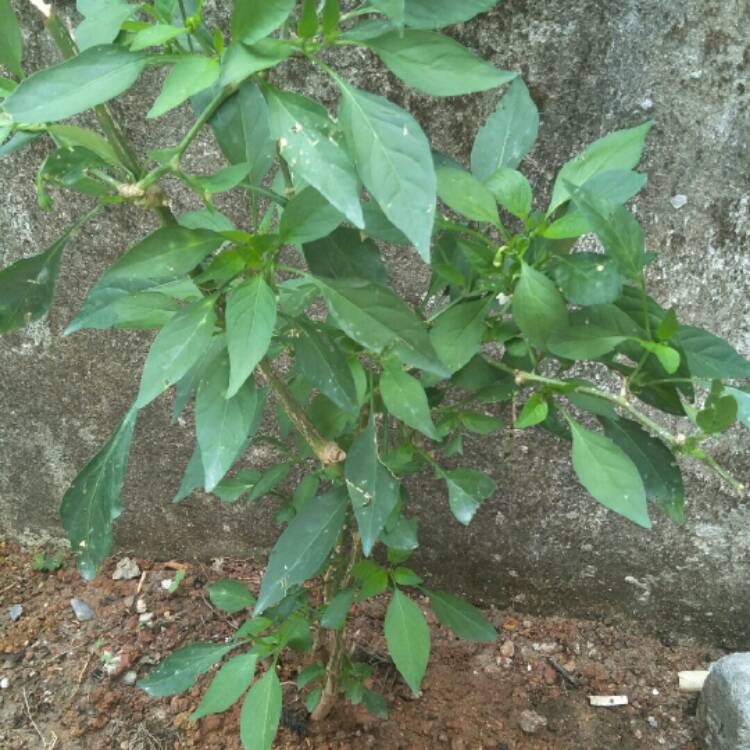 Plant image Capsicum Annuum 'Thai Hot'