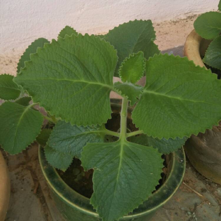 Coleus amboinicus syn. Plectranthus amboinicus, Cuban Oregano ...