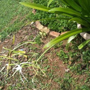 African Lily 'Getty White'