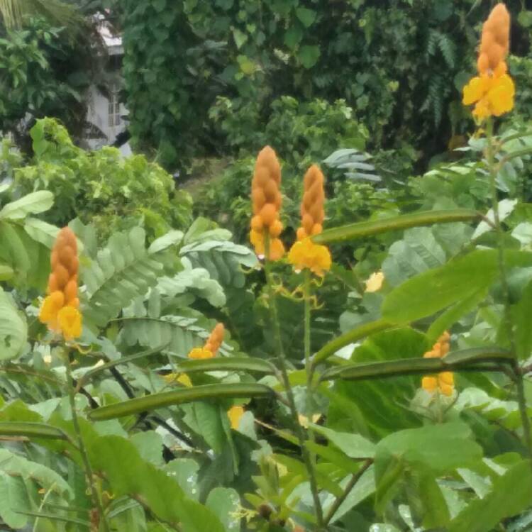 Plant image Senna alata syn. Cassia alata