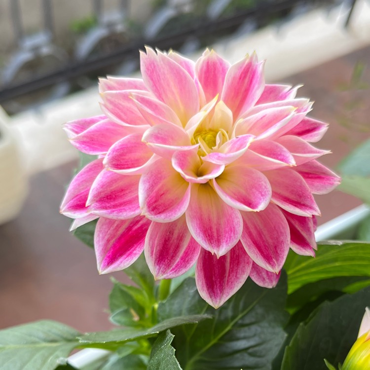 Plant image Dahlia 'Dalina Maxi Bonita'