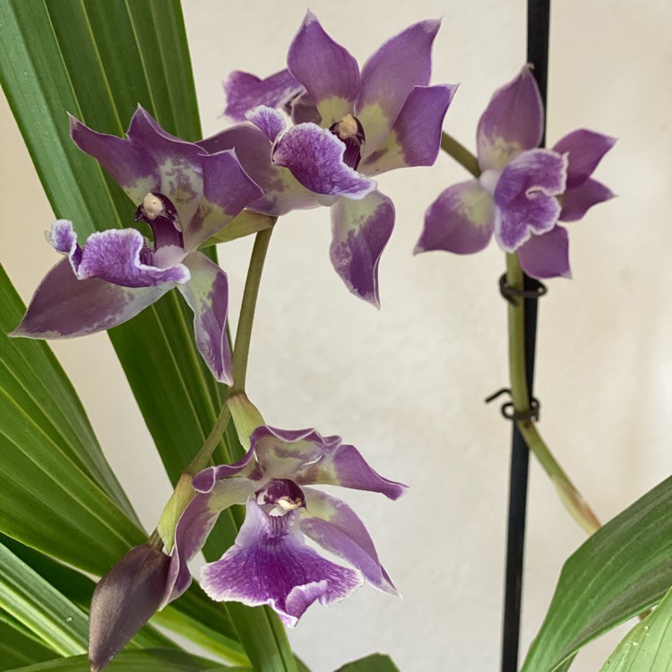 Plant image Phalaenopsis 'Black Bird'