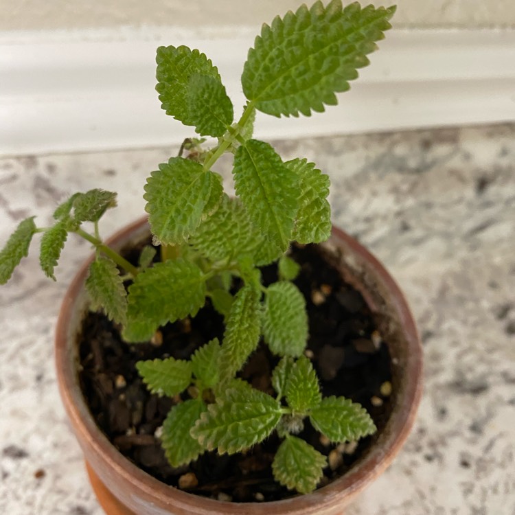 Plant image Pilea involucrata 'Moon Valley'