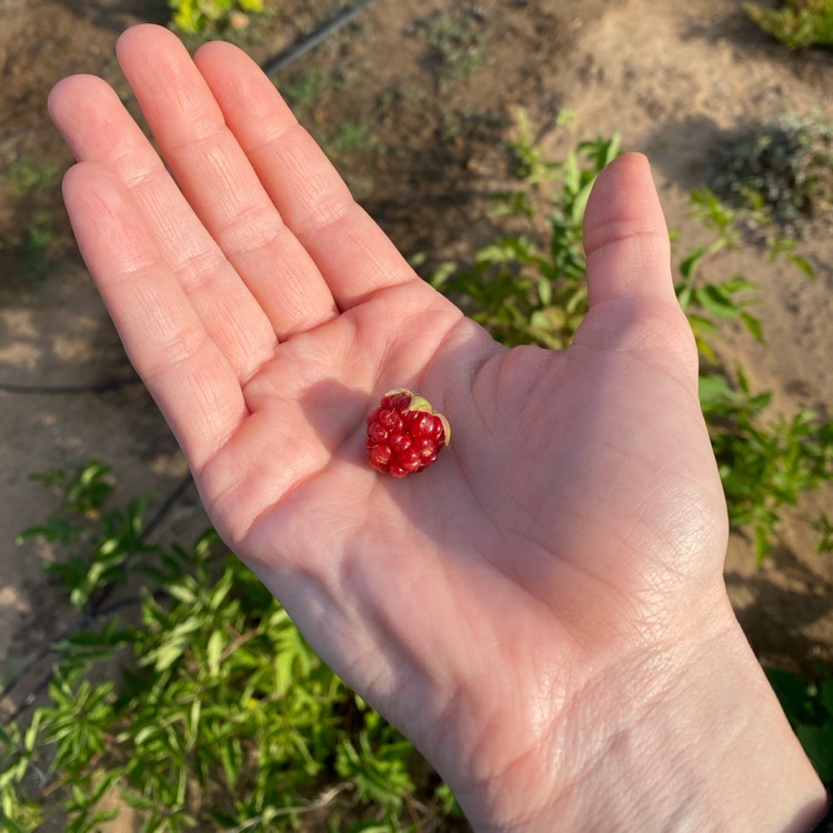 Plant image Rubus Boysenberry