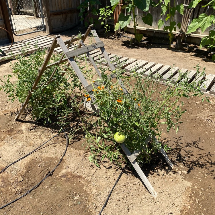 Plant image Solanum lycopersicum 'Beefmaster'