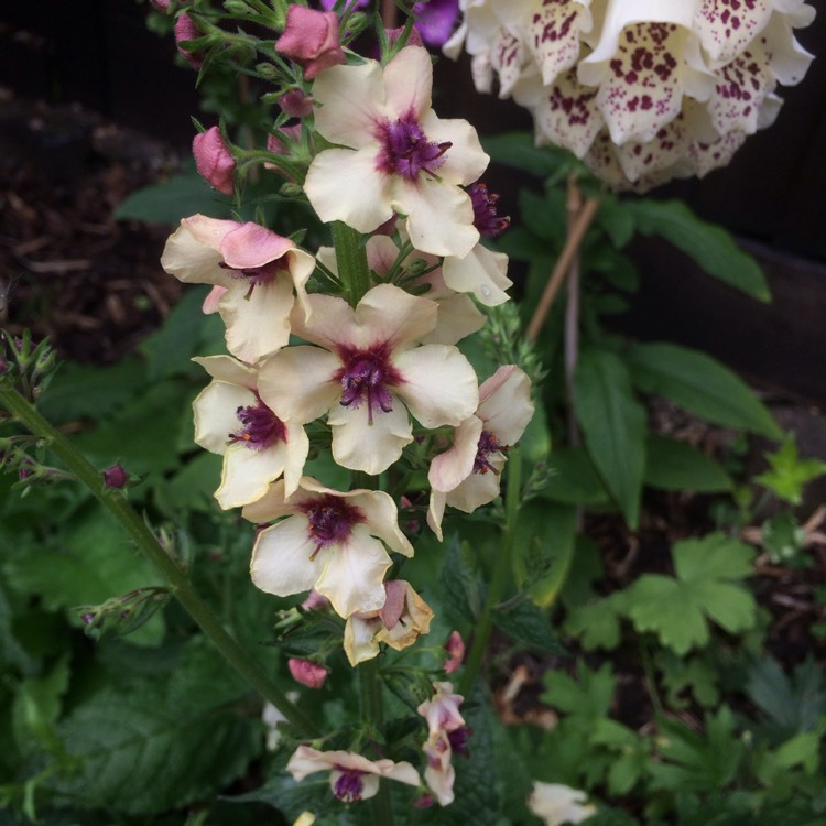 Plant image Verbascum x hybrida 'Southern Charm'