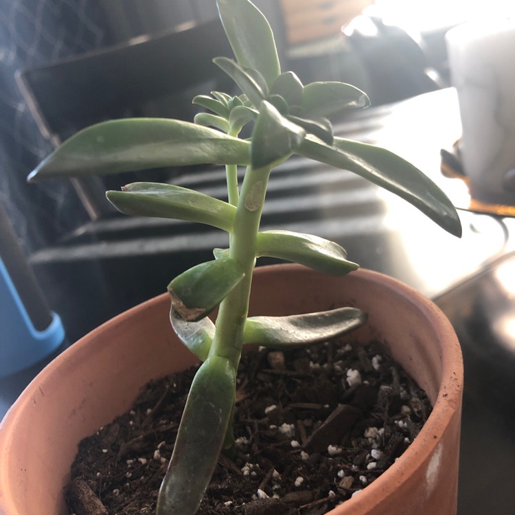 Plant image Echeveria Bifida