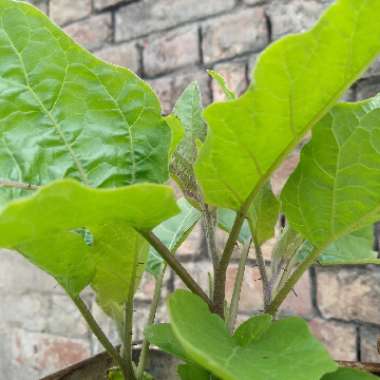 Aubergine