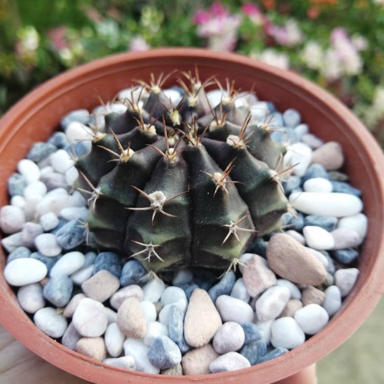 Plant image Gymnocalycium mihanovichii