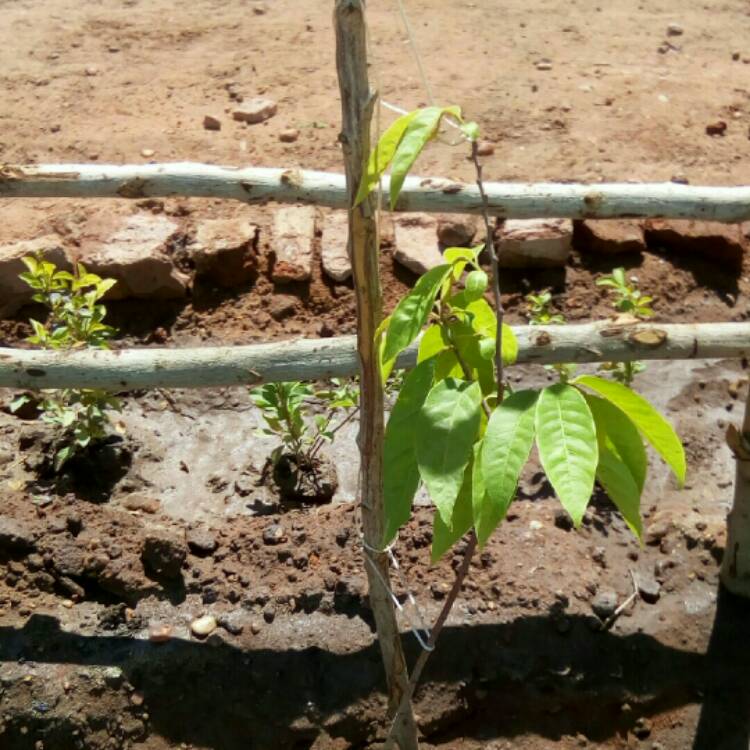 Plant image Annona reticulata