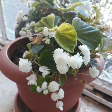 African Violet