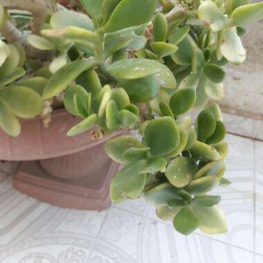 Portulacaria afra 'Variegated'