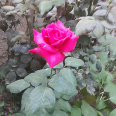 Rose 'Rhapsody in Blue' (Shrub)