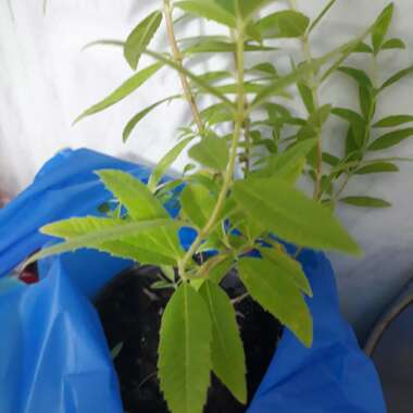 Lemon Verbena