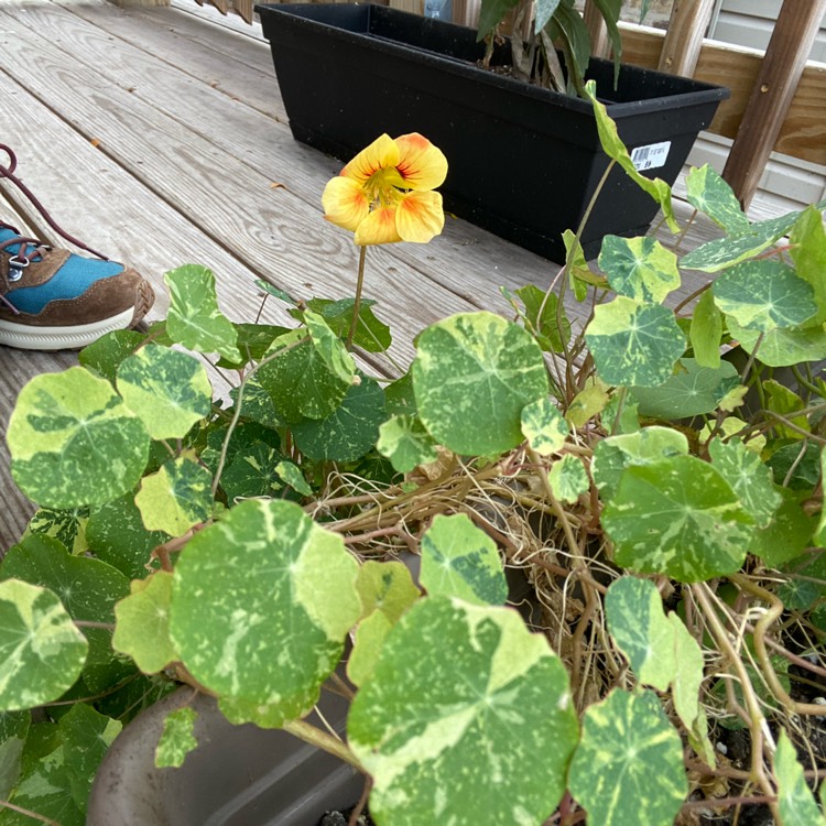 Plant image Tropaeolum majus 'Jewel Mix' (Mix)