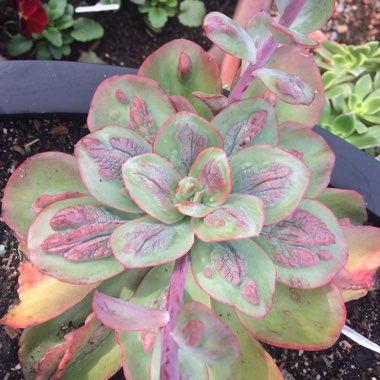 Echeveria Baron Bold