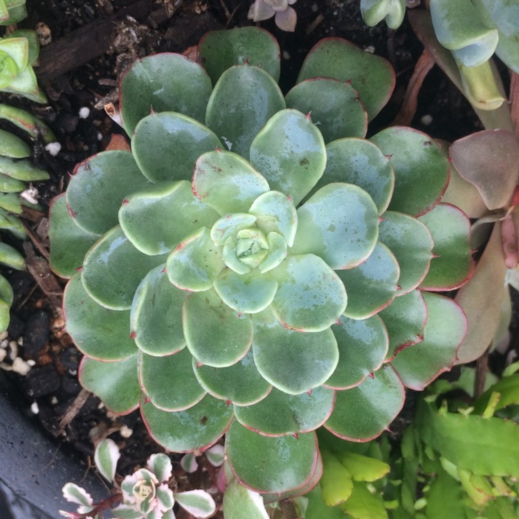 Echeveria Lara