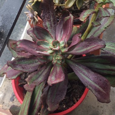 Echeveria Nodulosa