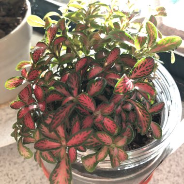 Nerve Plant 'Mini Red Vein'