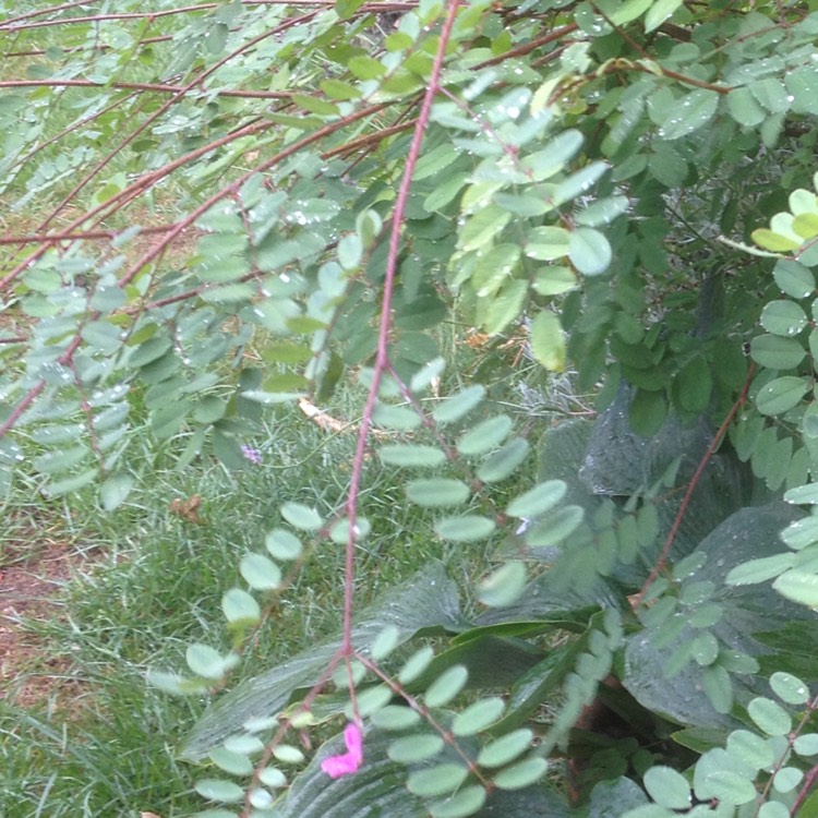 Plant image Indigofera heterantha syn. Indigofera gerardiana