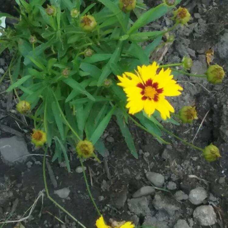 Plant image Coreopsis grandiflora 'Baby Sun'