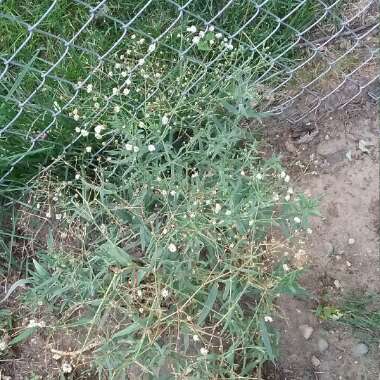 Creeping Baby's Breath