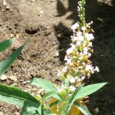 Butterfly Bush