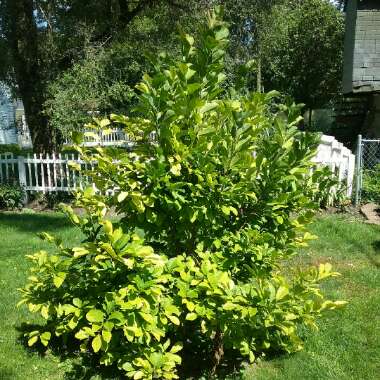 Star magnolia