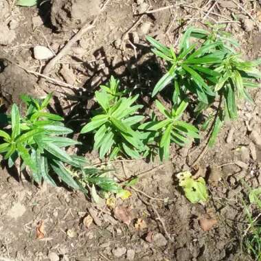 Orange Milkweed