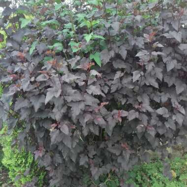 Physocarpus opulifolius 'Monlo' syn. Physocarpus opulifolius 'Diabolo'