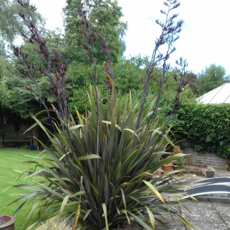 Plant image Phormium tenax