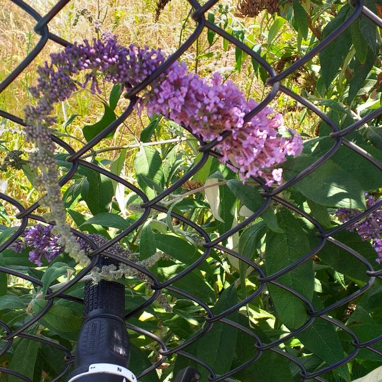 Plant image Buddleja davidii 'Buddma' syn. Buddleja davidii 'Moonshine'