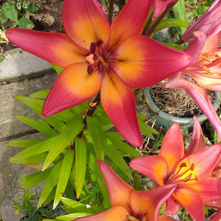 Plant image Lilium 'Majestic Joy'