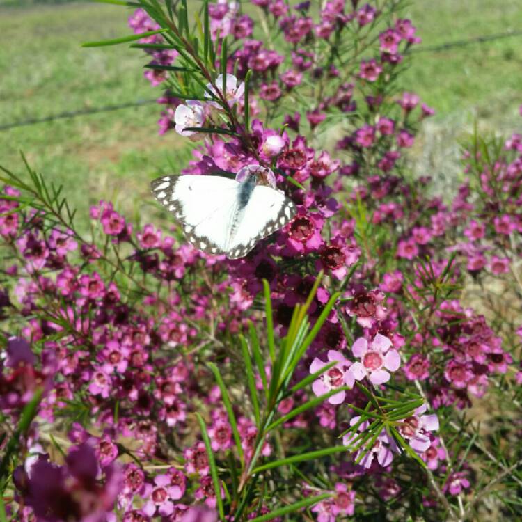 Plant image Chamelaucium uncinatum