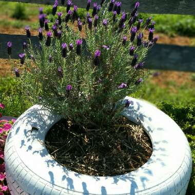 Lavandula x intermedia 'Silver Edge'