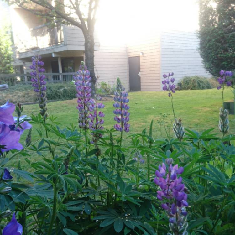 Plant image Lupinus argenteus