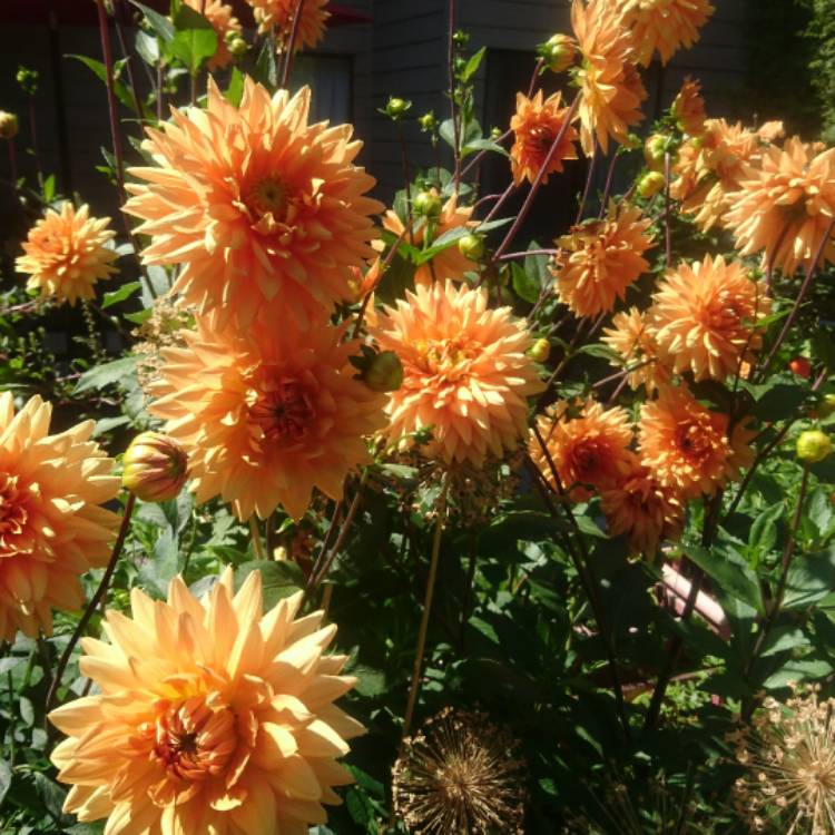 Plant image Dahlia 'Orange Turmoil'