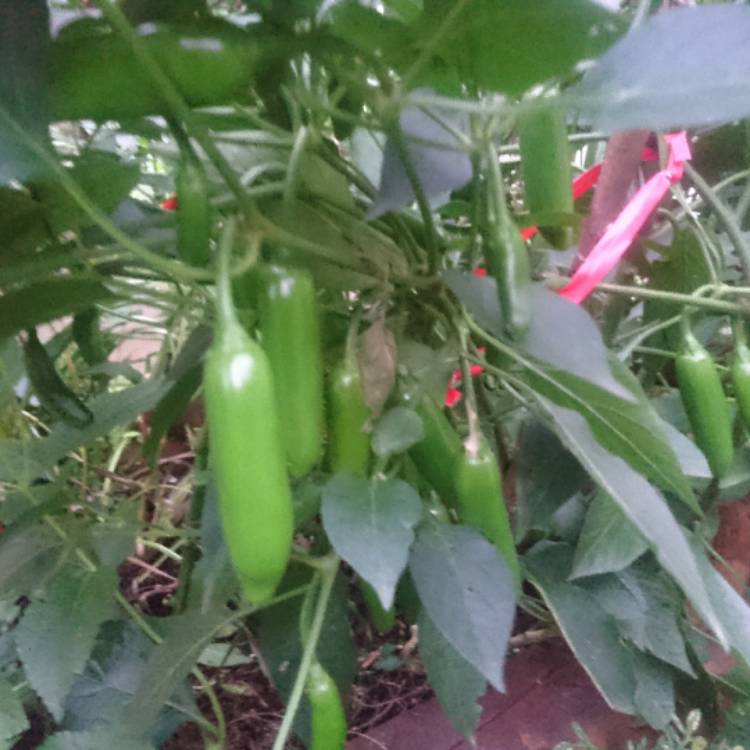 Plant image Capsicum Annuum 'Mammoth Jalapeno Pepper'