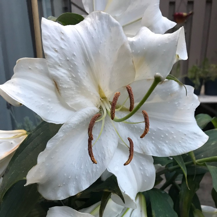 Plant image Lilium 'Casa Blanca'