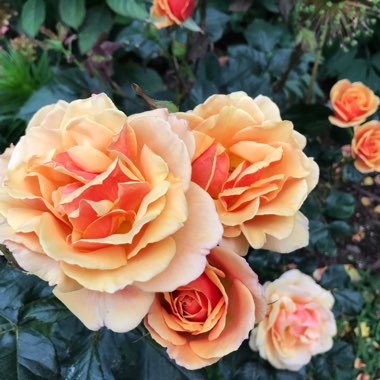 Floribunda Rose 'Circus'