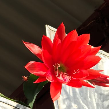 Zygocactus,Thanksgiving Cactus