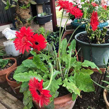 Gerbera Daisy