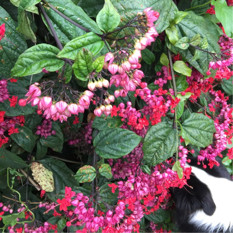 Plant image Clerodendrum thomsoniae 'Delectum'