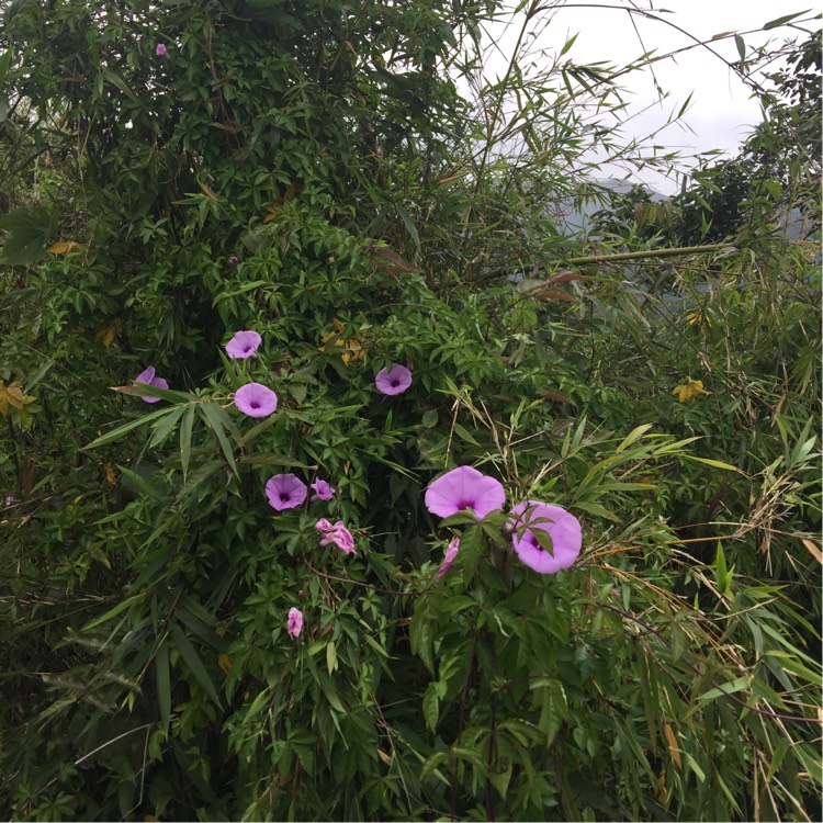 Plant image Ipomoea cairica